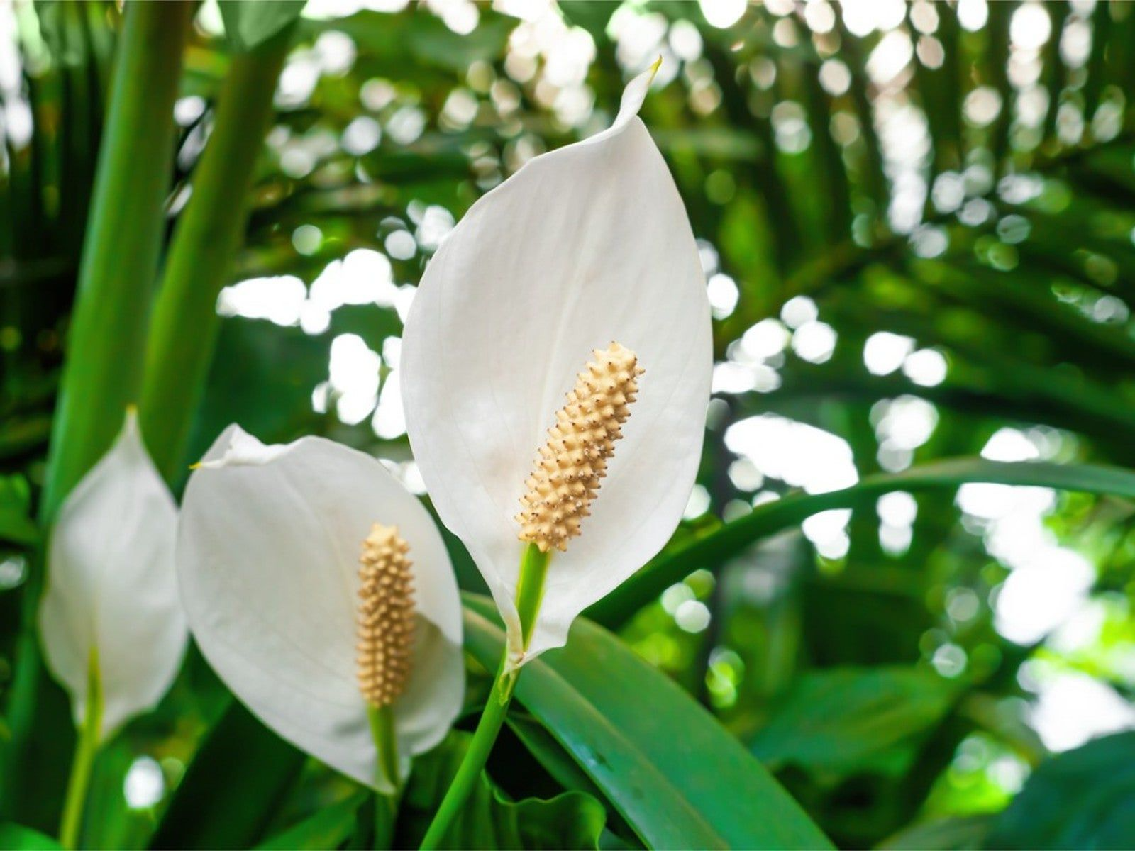 Peace Lily Live Plant | 10-12 Inch Indoor/Outdoor Houseplant with White Flowers | Air Purifying, Low Light Spathiphyllum