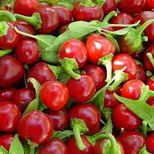 Large Cherry Hot Pepper Seeds, Capsicum annuum, Sweet & Spicy, Cherry-Style Fruit, for Planting, Salsa, Salads, Hot Sauces