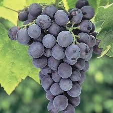 Everest Grape Cuttings – 4 Seedless Blue Table Grape Vines for Grafting & Rooting | Vitis vinifera