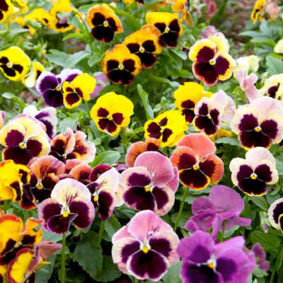 100 Seeds Pansy Mix Pastels Viola Edible Flowers for Containers & Gardens, Cool Weather, Non-GMO, Vibrant Colors