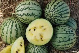Yellow Petite Watermelon Seeds - Heirloom, Non-GMO, Citrullus Lanatus, Compact, Sweet Yellow Flesh, 70 Days to Maturity
