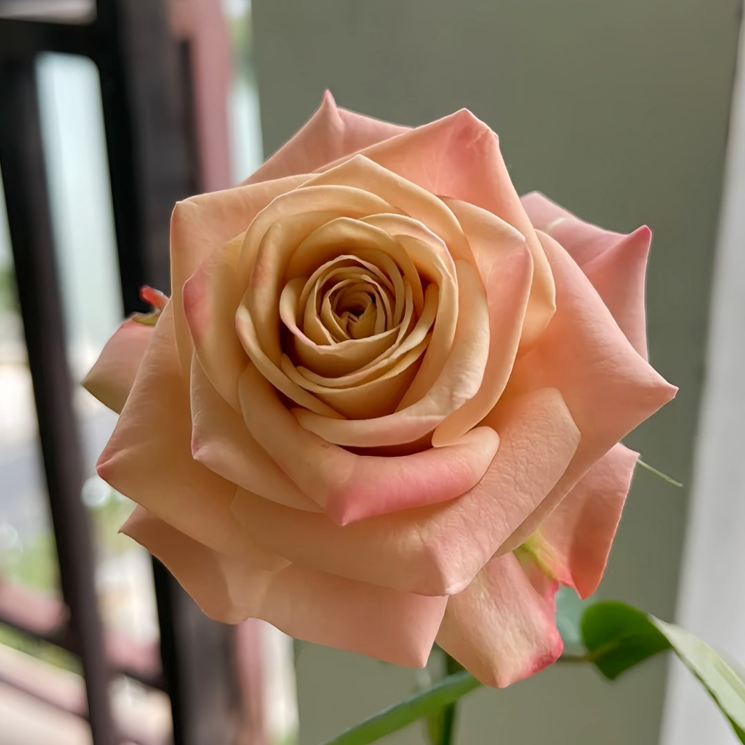 Cappuccino Rose Crepe Myrtle Cuttings – 3 Unrooted Purple Flowering Shrubs for Grafting & Rooting, Fast-Growing, Drought-Resistant, Air-Purifying