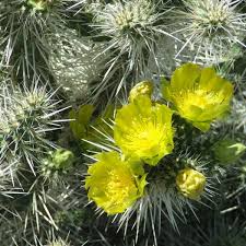 8" Live Whipple's Cholla Cactus Cylindropuntia whipplei Bare Root Hardy Flowering Succulent Plant