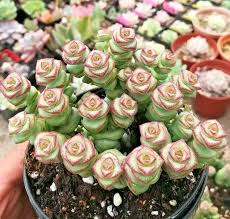 Rare Crassula 'Jade Necklace' Succulent Seeds - Cascading Jade-Like Leaves, USDA Zones 9-11, Trailing, Indoor & Ground Cover