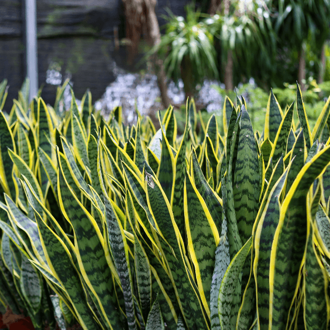 Snake Plant Starter Live Indoor Plant – Sansevieria trifasciata, Easy Care, Air-Purifying, Upright Green Leaves