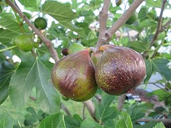 Live Olympian Fig Tree Starter Plant, Ficus carica, Hardy Edible Fruit Tree for Home Gardens, 3-8 inches tall