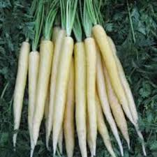 Lunar White Carrot Seeds – Heirloom Daucus Carota with Sweet White Roots – 200 Pack for Fresh Eating & Salads