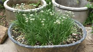 Live Garlic Chive Plants Bare Root | Edible Perennial Herb | Allium tuberosum | Organic Gardening