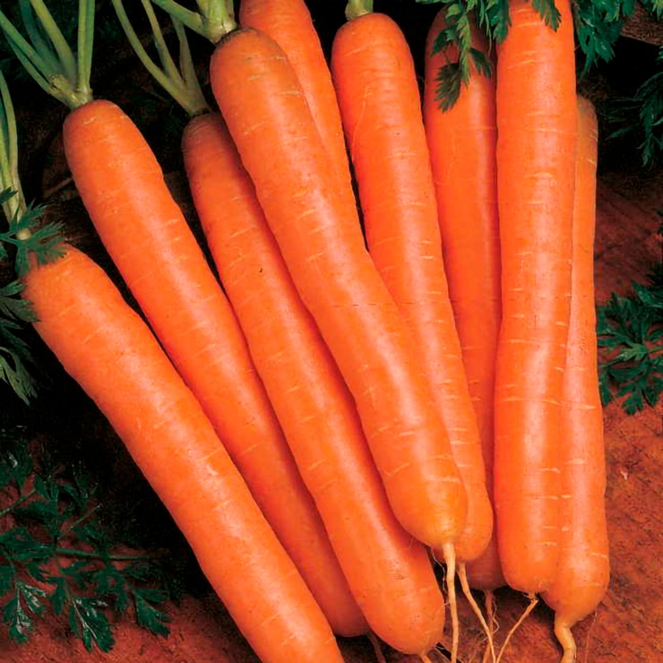 Scarlet Nantes Carrot Seeds - Heirloom, Non-GMO, Ultra-Sweet, 6-8" Roots, Fast-Growing, USDA Zones 2-10, Root Vegetable, Juicing & Storage