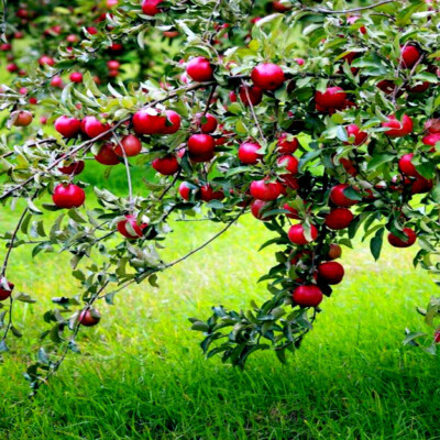 Paradise Apple Tree Seeds - Red Delicious Malus pumila, Edible Fruit & White Flowers, Cold Hardy, Zone 3-9