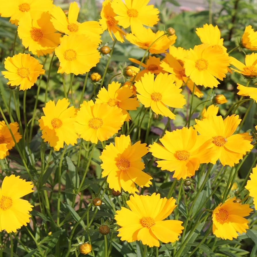 Coreopsis Lance-Leaved Dwarf Seeds - Yellow Wildflower for Gardens, Pollinator-Friendly, Drought-Tolerant, Perennial, 50 Seeds