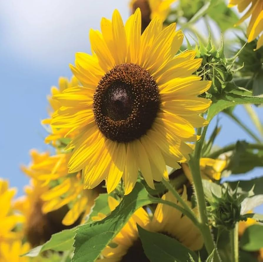 50pcs Multi-Headed Sunflower Seeds | Helianthus annuus | Pollinator-Friendly, Easy to Grow, Drought-Resistant