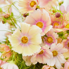 Apricot Lemonade Cosmos Seeds - Rare Pastel Blooms, Pollinator-Friendly Annual for Gardens & Borders - Cosmos bipinnatus