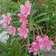 Pink Oleander Live Plant Cuttings - 7" Fresh & Healthy Propagation Starter, Nerium oleander, Easy Rooting