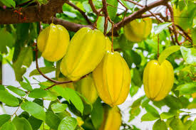 Starfruit Carambola Tree Starter Plant – Tropical Evergreen with Star-Shaped Fruits – Averrhoa carambola – USDA Zones 9-11