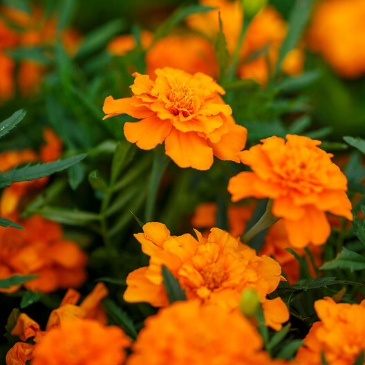 French Marigold Seeds Tangerine Double Dwarf Non-GMO Beneficial Plant for Containers & Borders