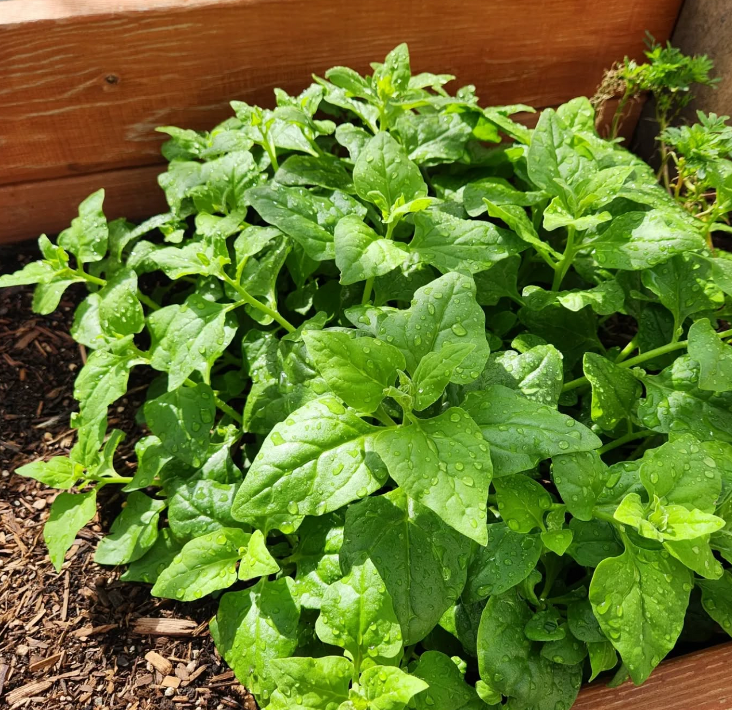 Spinach Seeds New Zealand Tetragonia tetragonioides Heat-Tolerant Non-GMO Vegetable Seeds, Nutritious Greens