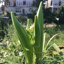 85 Seeds Clemson Spineless Okra Abelmoschus esculentus - Fast-Growing Tender Spineless Okra for Home Gardens