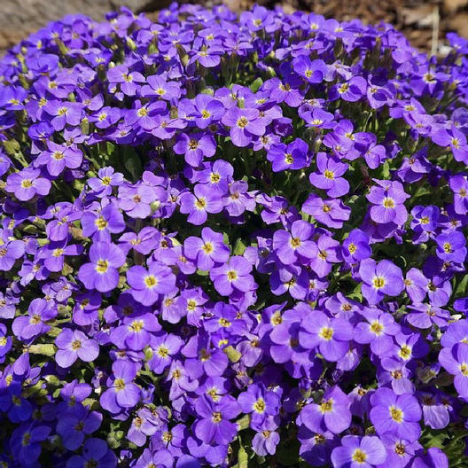 500 Seeds Aubrieta Whitewell Gem Purple Rock Cress Groundcover Perennial Non-GMO for Gardens & Borders