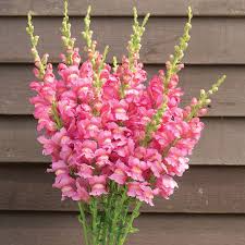 Costa Rose II Snapdragon Seeds 1000+ | Vibrant Rose-Pink Blooms | Antirrhinum majus for Garden & Cut Flowers