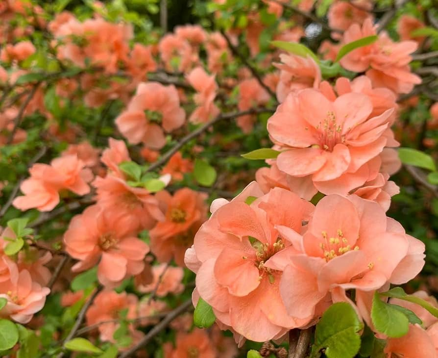 Cameo Flowering Quince Shrub 1-Gallon Seedling, Orange Blooms, Hardy Zones 4-8, Ornamental & Edible Fruit Plant, Chaenomeles speciosa