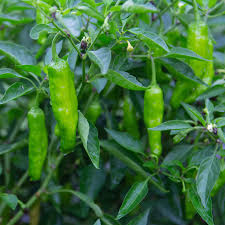Shishito Hot Pepper Seeds – 250mg, Mild Asian Variety, Capsicum annuum, Green to Red, for Sautéing, Grilling, Roasting