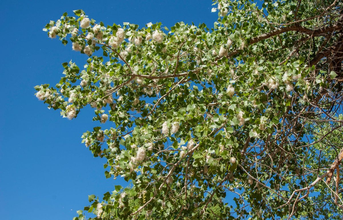 Live Bare Root Cottonwood Tree - Populus deltoides, Fast-Growing Shade & Privacy Tree, 1-2 Feet