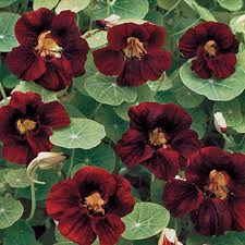 Nasturtium Seeds Black Velvet Heirloom Edible Flowers Non-GMO Garden Plant Tropaeolum majus