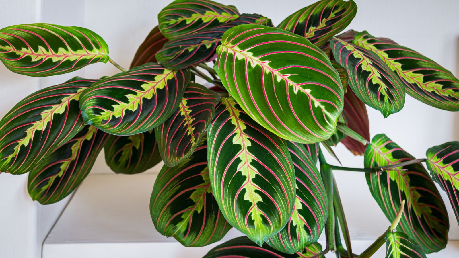 25 Prayer Calathea Seeds - Exotic Tropical Houseplant with Unique Foliage for Indoor & Shaded Gardens - Calathea spp.
