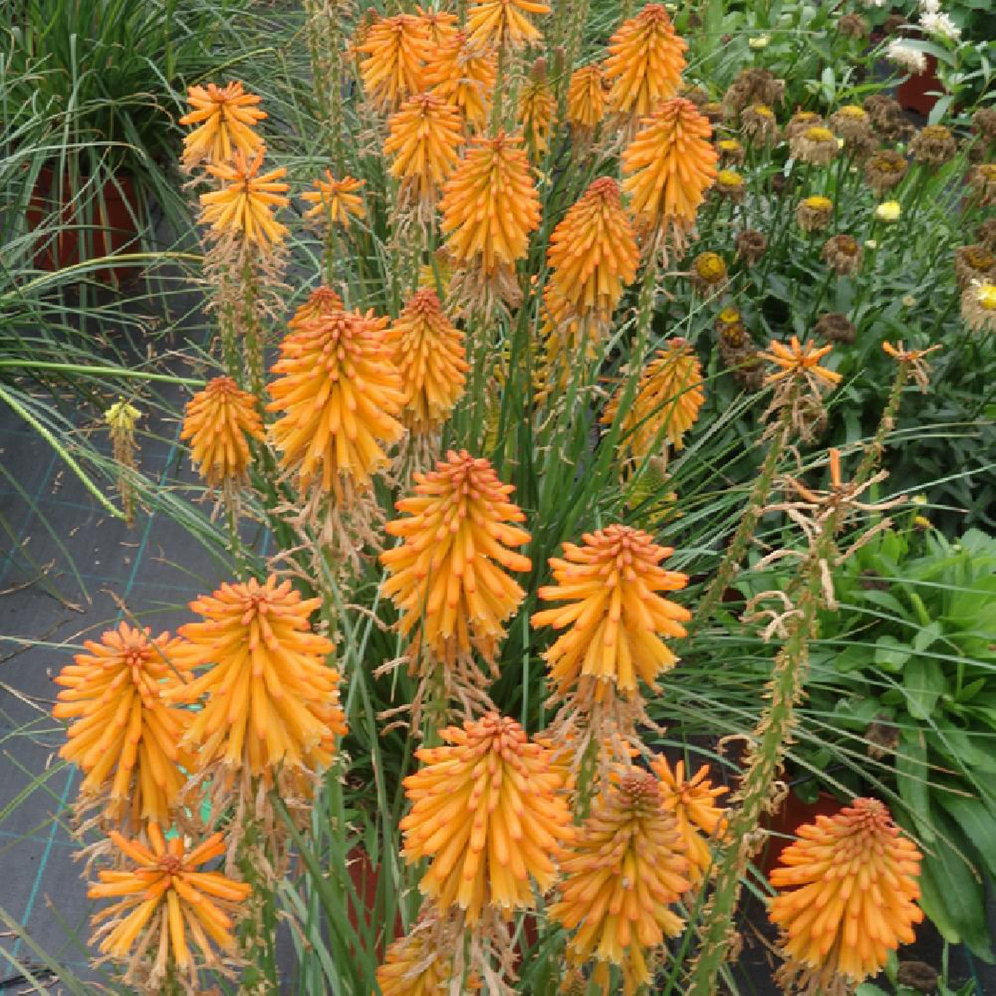 Kniphofia ‘Mango Popsicle’ Bare Root Perennial Hot Poker Plant with Orange Blooms, Drought-Tolerant, Full Sun, Pollinator-Friendly