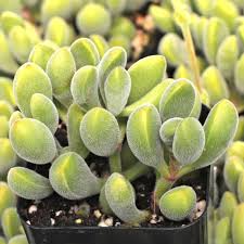 Crassula rogersii ‘Velvet Club’ Live Bare Root Succulent with Fuzzy Club-Shaped Leaves, Easy-Care Houseplant
