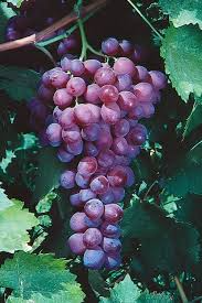 Organic Red Catawba Grape Vine - Vitis Labrusca Rooted Plant for Wine, Juice, Jelly, 12+ Inches Tall