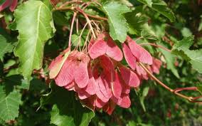 Acer Tataricum Seeds – Tatarian Maple for Landscaping, Shade, Gardens, Fast-Growing Tree, Hardy, Vibrant Fall Colors