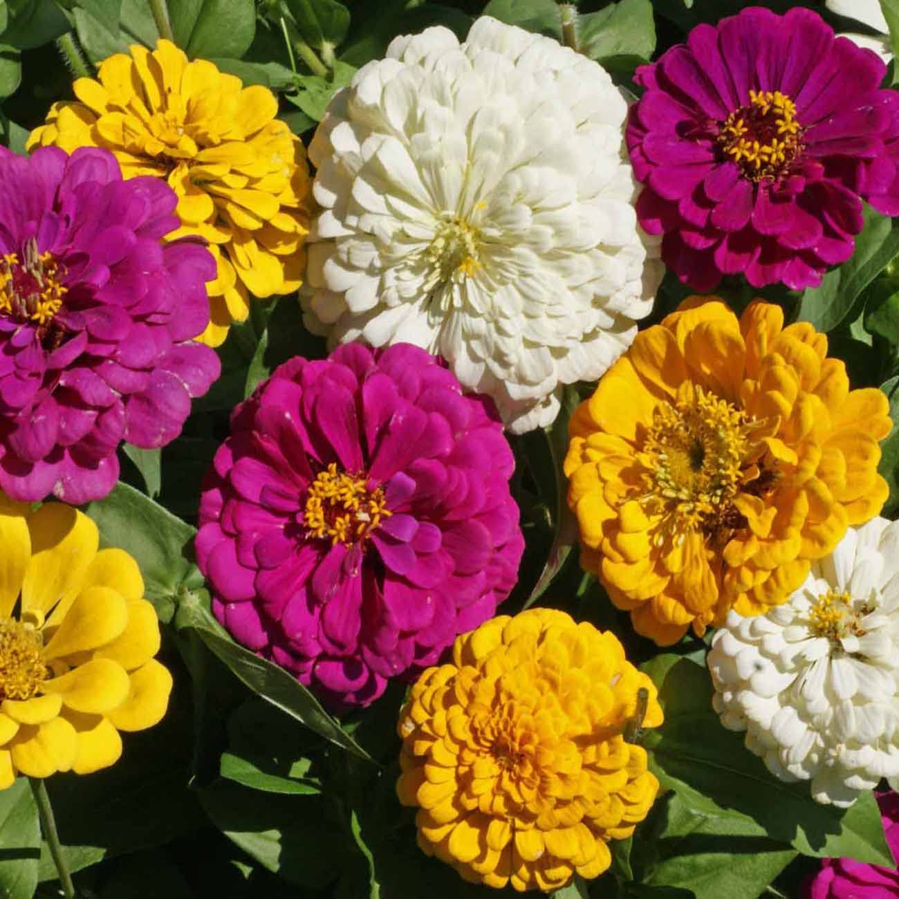 Zinnia Mardi Gras Mix Seeds - Vibrant Flowers for Pollinators & Butterflies - Zinnia elegans, Non-GMO, Easy Annuals