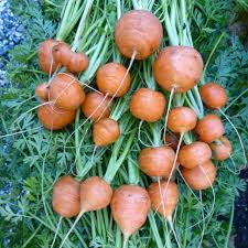 300 Seeds Parisian Carrot Heirloom Small Round Gourmet Daucus carota for Container & Urban Gardens