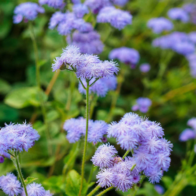 Ageratum DONDO BLUE Seeds, Floss Flower, Monarch Butterfly Attractant, Vibrant Blue Blooms, Non-GMO, Pollinator-Friendly, Garden & Container Plant