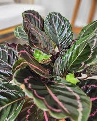 25+ Dottie Calathea Seeds – Exotic Tropical Houseplant with Dark Foliage & Pink Accents – Indoor & Shaded Garden Plant Seeds