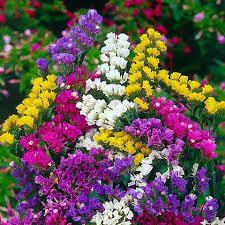 Statice Pacific Mix Seeds - Non-GMO, Dried Flower Cuttings, Vibrant Blooms, Limonium sinuatum, Easy to Grow