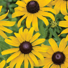 Black-eyed Susan Seeds 100mg Rudbeckia hirta Hardy Perennial with Vibrant Yellow Blooms for Pollinator Gardens