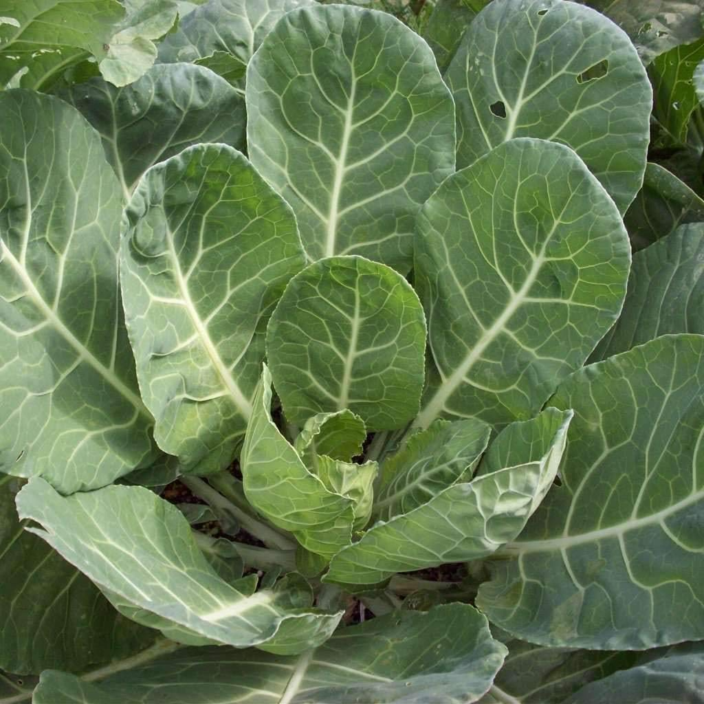 Collard Vates Seeds 1g | Cold-Hardy Heirloom Greens Brassica oleracea | Nutritious Leafy Vegetables for Garden & Containers