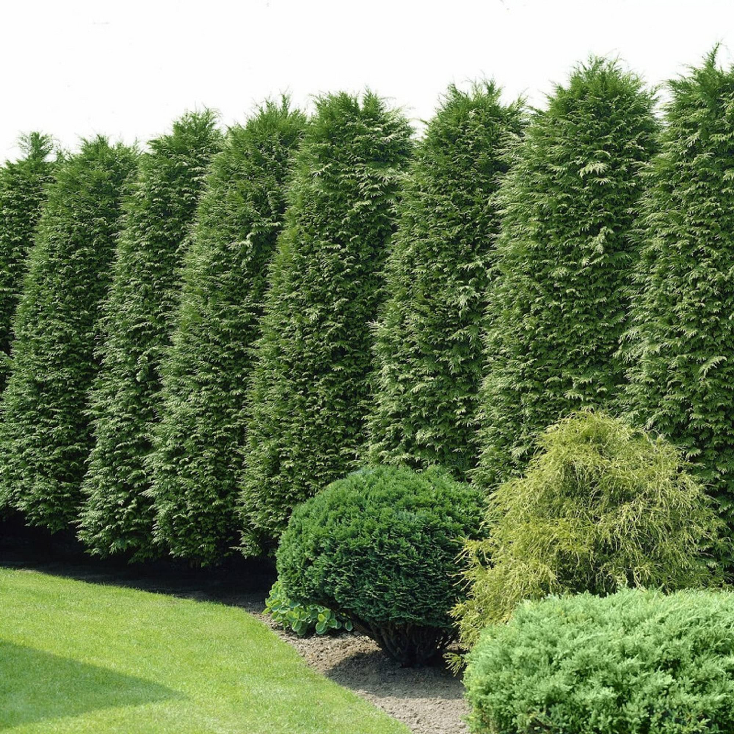 Green Giant Thuja Seeds | Evergreen Privacy Hedge | Thuja plicata | Fast-Growing Landscaping Tree