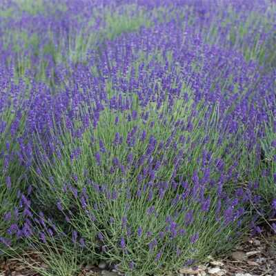 500 Seeds Lavender Vera English (Lavandula angustifolia) Fragrant Perennial Flowers Non-GMO for Gardens & Aromatherapy