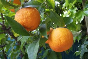 Mandarin Orange Tree Cuttings | Citrus × Aurantium Pixie | Edible Sweet Fruit | USDA Zones 9-11 Organic