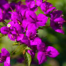 Purple Bougainvillea Live Plant - 5-7 Inches Tall in 4-Inch Pot, Vibrant Purple Bracts, Drought-Tolerant, Tropical Vine