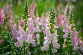 Legend Light Pink Snapdragon Seeds, Double Blooms, Pollinator-Friendly, Non-GMO, 1000+ Seeds for Garden, Antirrhinum majus
