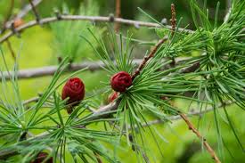 American Larch Tree Bare Root Plant Larix laricina Hardy Deciduous Conifer for Landscaping