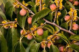 American Persimmon Tree Bare Root 10-12 Inches Diospyros virginiana, Edible Fruit, Native Tree for Zones 4-9