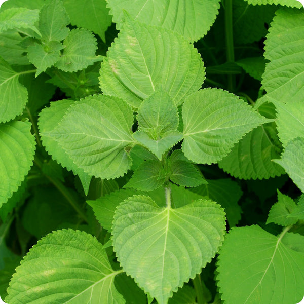 Korean Perilla Herb Seeds 500mg | Perilla frutescens | Aromatic Green Leaf for Cooking & Medicinal Use