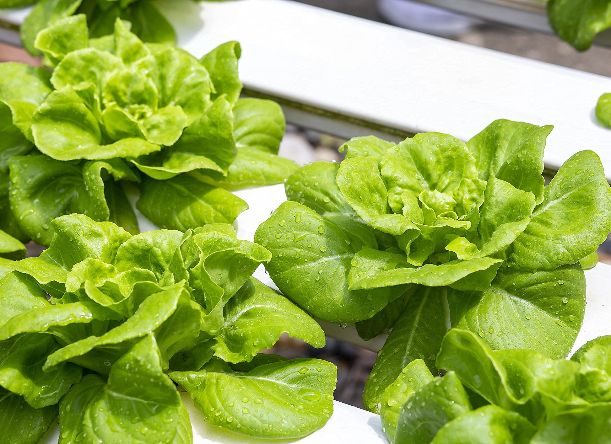 1000 Buttercrunch Lettuce Seeds – Heirloom, Sweet & Buttery, Heat-Tolerant, Loose-Head Lactuca sativa for Salads & Containers