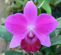 Mini Purple Orchid Hybrid Starter Plant | Cattleya 'Lc Mini Purple Lea' x 'Lone Jack' | Tropical Purple Blooms